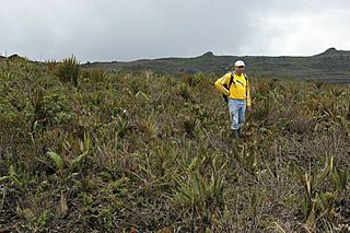 Vegetation-at-the-summit-of-the-Machinaza-plateau-Cordillera-del-Cndor-Ecuador-2450-m-photograph-D.jpg