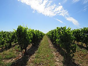 Archivo:Viñedos en Rodezno, La Rioja