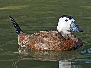 Archivo:White-headed Duck (Oxyura leucocephala) RWD1
