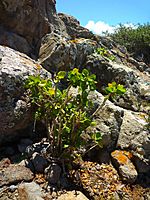 Withania frutescens80652
