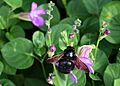 Xylocopa wailea maui hawaii