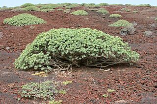 Yaiza El Golfo - Montaña del Golfo - Euphorbia balsamifera 02 ies.jpg