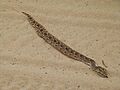 Young Puff Adder (Bitis arietans) (7000378947)