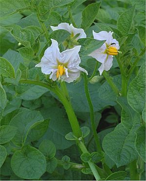 Archivo:Aardappel bloem Parel Solanum tuberosum