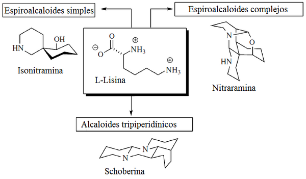 Alcaloides de Nitraria.png