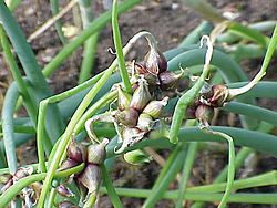 Archivo:Allium fistulosum bulbifera0