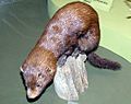 American.mink.arp