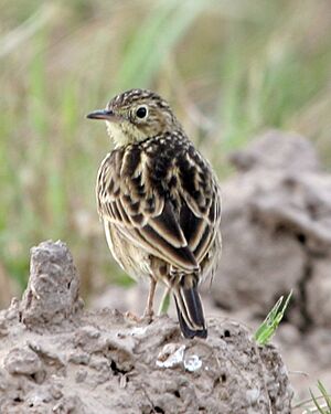 Archivo:Anthus lutescens -Argentina-4