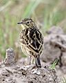 Anthus lutescens -Argentina-4