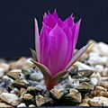 Ariocarpus kotschoubeyanus (5054242535)