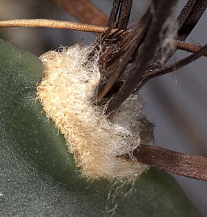 Archivo:Astrophytum capricorne areole