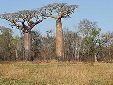 Archivo:Baobab 11
