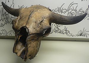 Archivo:Bison antiquus p1350762