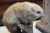 Brown hairy dwarf porcupine - Coendou vestitus (02) - NHMI.jpg