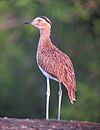 Burhinus bistriatus Alcaraván Venezolano Double-striped Thick-Knee (16153130620).jpg