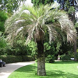 Butia odorata Madrid.jpg