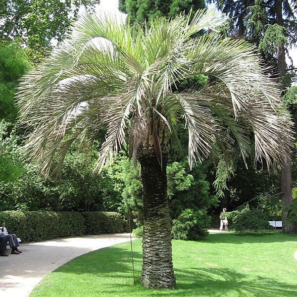 Butia odorata Madrid