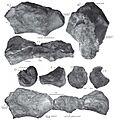 Camarillasaurus cirugedae