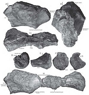 Archivo:Camarillasaurus cirugedae