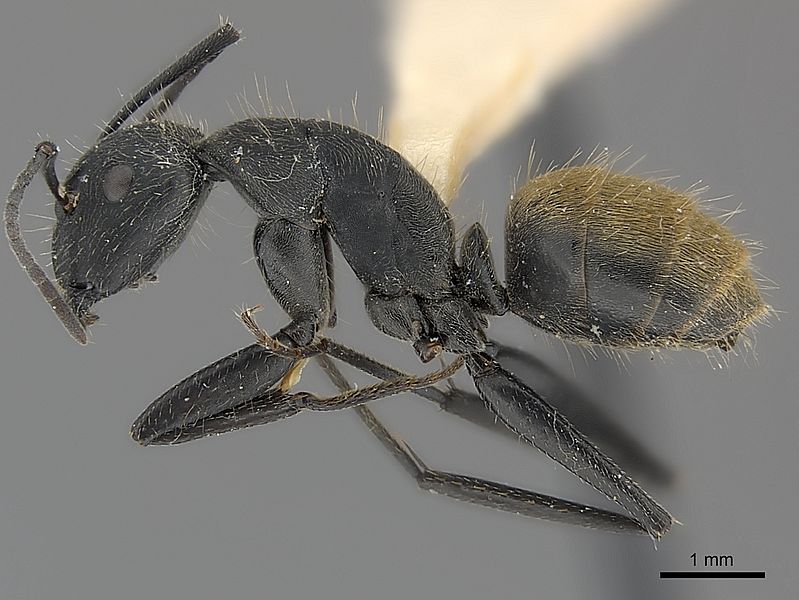 Camponotus chilensis casent0217624 profile 1