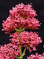 Centranthus ruber J2