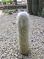 Cephalocereus senilis, Cabeza de viejo