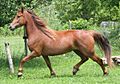 Cheval canadien au trot 3372