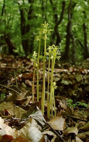 Archivo:Corallorrhiza trifida 01 mg-k