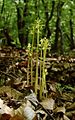 Corallorrhiza trifida 01 mg-k
