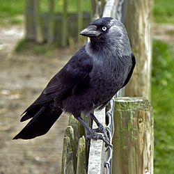 Corvus monedula -Netherlands-8-2c.jpg