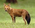 Cuon.alpinus-cut