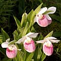 Cypripedium reginae Orchi 2012-05-30 003