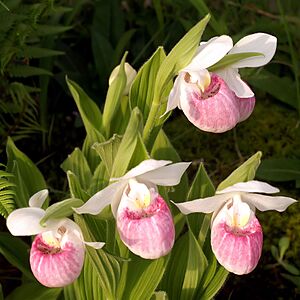 Archivo:Cypripedium reginae Orchi 2012-05-30 003