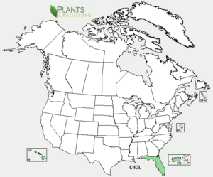 Archivo:Distribution of Chrysophyllum oliviforme in the USA