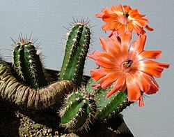 Echinocereus polyacanthus Khanon s200(b).jpg