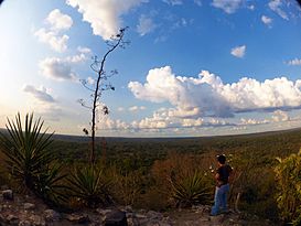 El Tintal Tropical Forest Canopy View.jpg