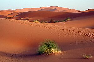 Archivo:ErgChebbi