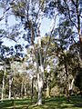 Eucalyptus mannifera