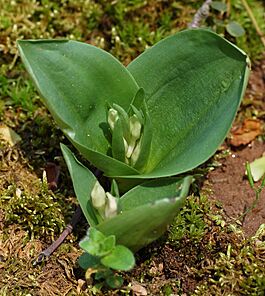 Galearis spectabilis (Showy Orchid) 1810px.jpg