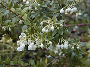 Archivo:Gaultheria mucronata