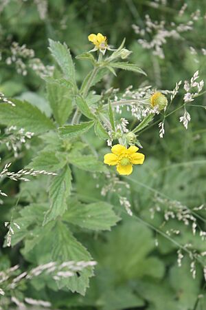 Archivo:Geum aleppicum MS3928