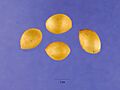 Gingko biloba seeds