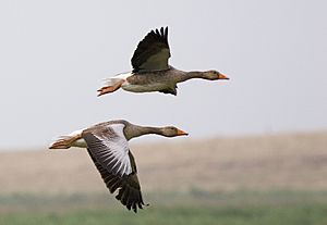 Archivo:Greylag Geese (Anser anser) in flight, Cley, Norfolk 1700