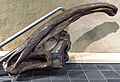 Head of Parasaurolophus