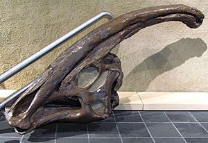 Archivo:Head of Parasaurolophus