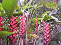 Heliconia latispatha Río de Janeiro