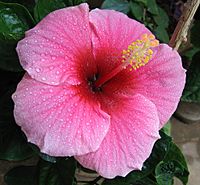 Archivo:Hibiscus pink