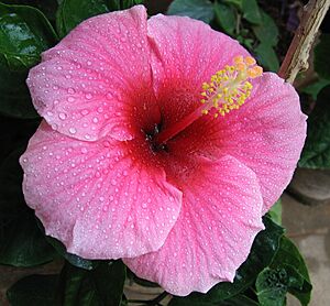 Archivo:Hibiscus pink