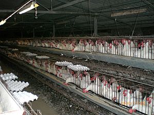 Archivo:Industrial-Chicken-Coop