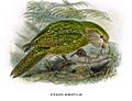 Kakapo2
